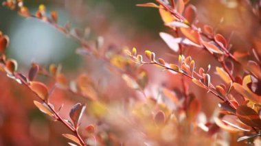 güzel kahverengi yapraklar ve parlak güneşin üzerinde arka plan bulanık