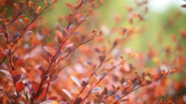 güzel kahverengi yapraklar ve parlak güneşin üzerinde arka plan bulanık