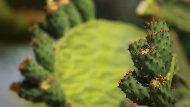 Pêra espinhosa planta cacto verde — Vídeo de Stock