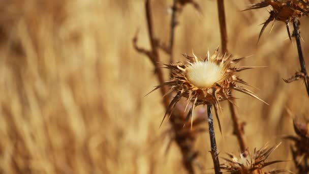 Gros plan de fleurs de chardon séché à épis avec une faible profondeur — Video