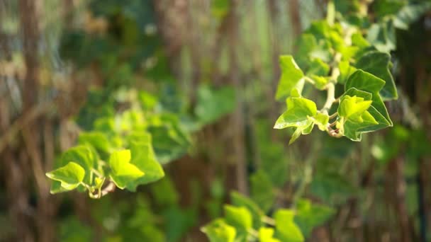 Birçok yapraklar Ivy kapağında bir duvar — Stok video