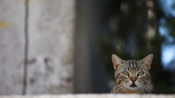 Hermoso gato europeo en frente sobre un fondo gris — Vídeos de Stock