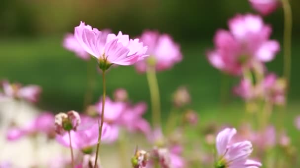 红色鲜花和清晨的露珠在公园 blured 背景 — 图库视频影像