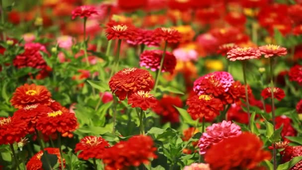 Red flowers and morning dew in park blured background — Stock Video