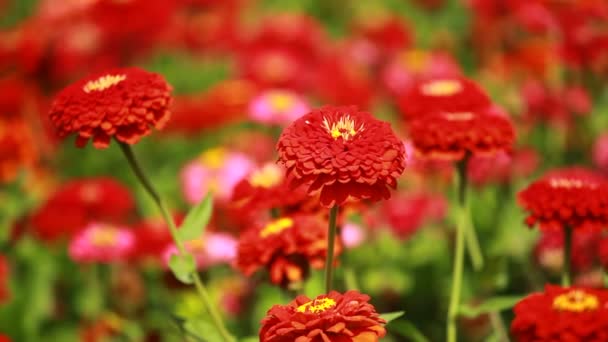 Fiori rossi e rugiada mattutina nel parco sfondo azzurrato — Video Stock