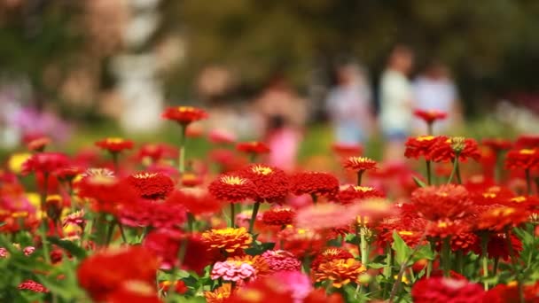 Rode bloemen en ochtenddauw in park blured achtergrond — Stockvideo