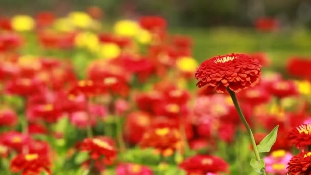 Röda blommor och morgondagg i park blured bakgrund — Stockvideo