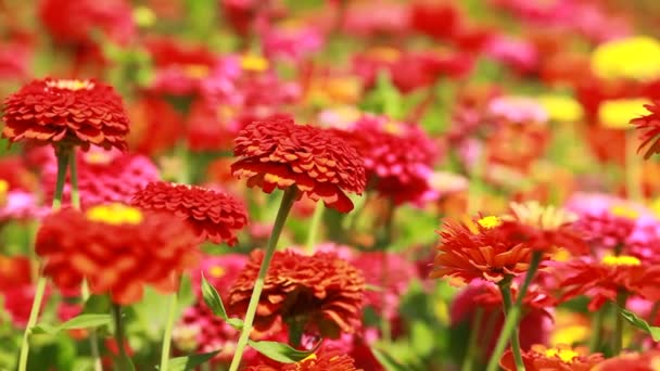 Rode bloemen en ochtenddauw in park blured achtergrond — Stockvideo