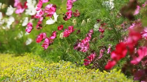 Rode bloemen en ochtenddauw in park blured achtergrond — Stockvideo