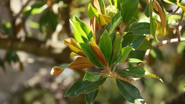 Δέντρο magnolia πέρα από το υπόβαθρο blured — Αρχείο Βίντεο