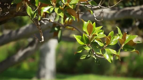 Magnoliaträd över blured bakgrund — Stockvideo