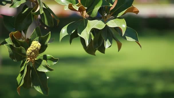 Magnoliaträd över blured bakgrund — Stockvideo