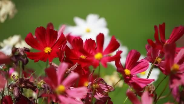 Röda blommor och morgondagg i park blured bakgrund — Stockvideo