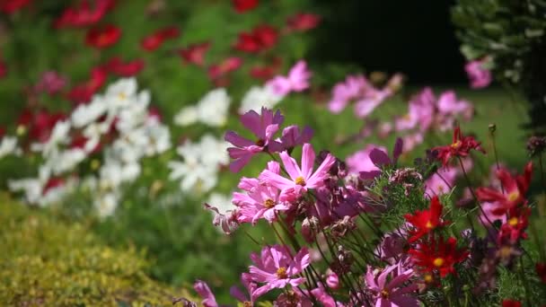 Rode bloemen en ochtenddauw in park blured achtergrond — Stockvideo