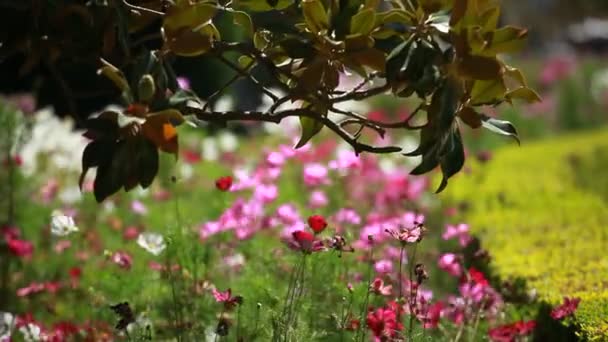 Magnoliaträd över blured bakgrund — Stockvideo