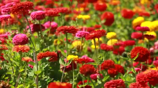 Fleurs rouges et rosée du matin dans le parc fond bleu — Video