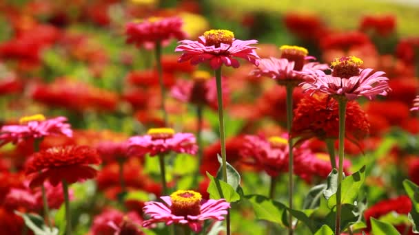 Red flowers and morning dew in park blured background — Stock Video