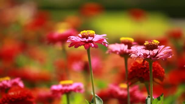 Fleurs rouges et rosée du matin dans le parc fond bleu — Video