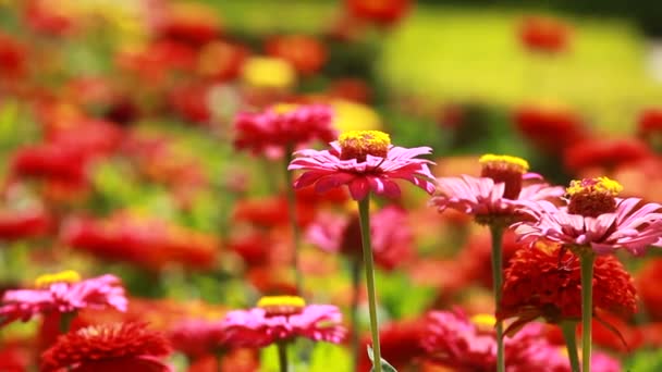 红色鲜花和清晨的露珠在公园 blured 背景 — 图库视频影像