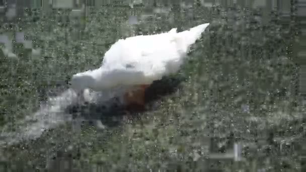 Canard blanc nageant dans le lac — Video