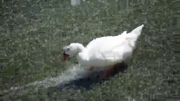 Beyaz ördek gölde yüzüyor. — Stok video