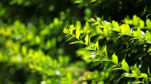 緑の生垣葉 blured 背景 — ストック動画
