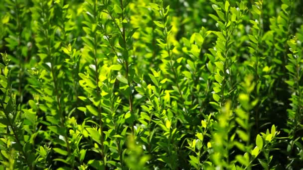 Folhas de sebe verde no fundo azul — Vídeo de Stock