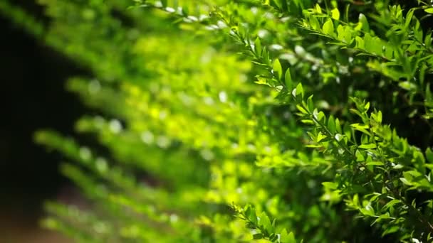 Зеленые листья изгороди на размытом фоне — стоковое видео