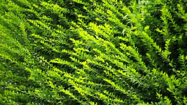 Groene hedge verlaat op blured achtergrond — Stockvideo