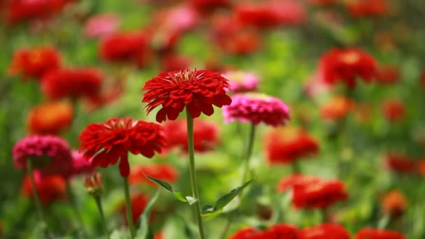 Fleurs rouges et rosée du matin dans le parc fond bleu 