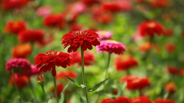 Fleurs rouges et rosée du matin dans le parc fond bleu — Video