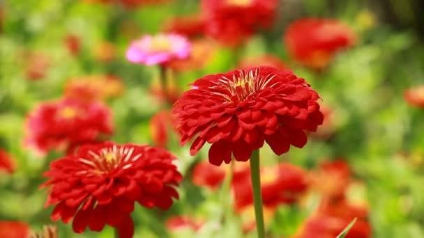 Rode bloemen en ochtenddauw in park blured achtergrond — Stockvideo