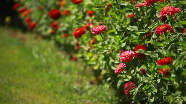 Rode bloemen en ochtenddauw in park blured achtergrond — Stockvideo