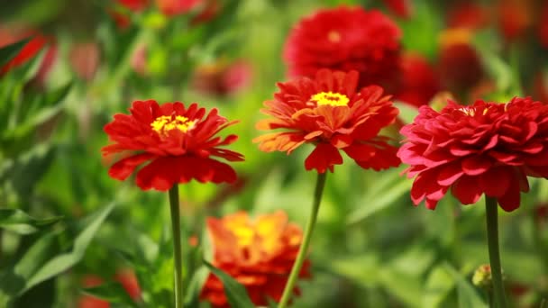 Rode bloemen en ochtenddauw in park blured achtergrond — Stockvideo