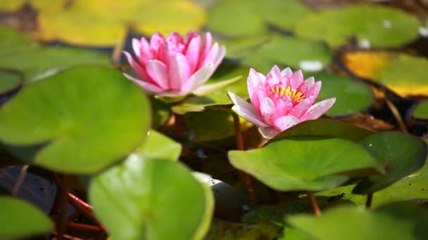 Purple water lily flower floating in a lily pond — Stock Video