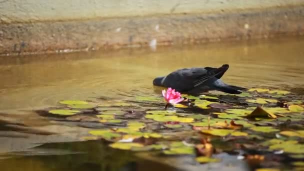 The blue rock pigeon — Stock Video