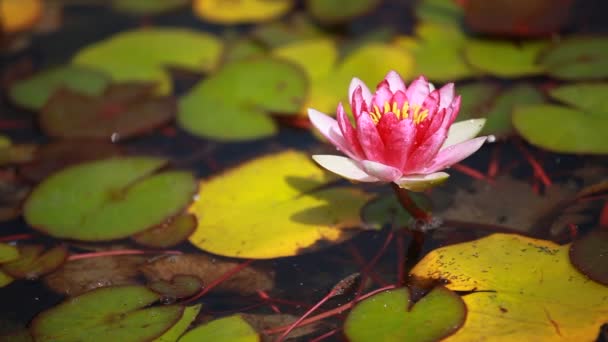 Λουλούδι μωβ κρίνος νερό κυμαινόμενο σε μια λιμνούλα κρίνος — Αρχείο Βίντεο
