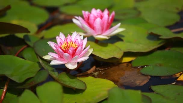 紫色水百合花卉漂浮在荷花池 — 图库视频影像