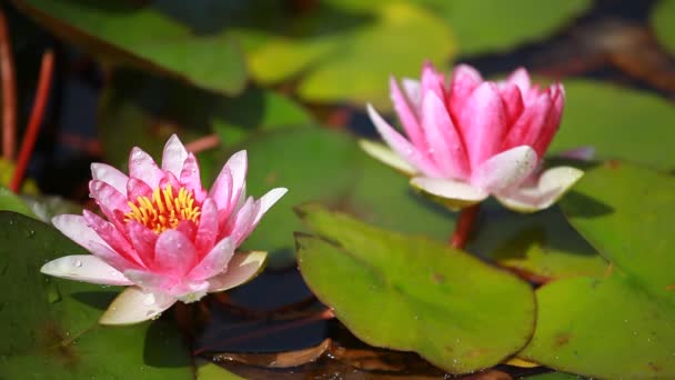 紫色水百合花卉漂浮在荷花池 — 图库视频影像