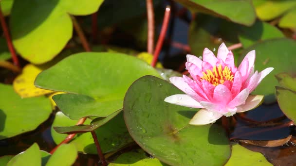 Flor de lirio de agua púrpura flotando en un estanque de lirios — Vídeos de Stock