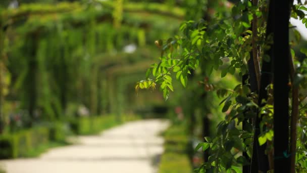 Arco verde en un jardín — Vídeos de Stock