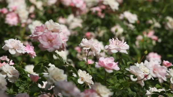 Vackra små rosor på grön bakgrund — Stockvideo