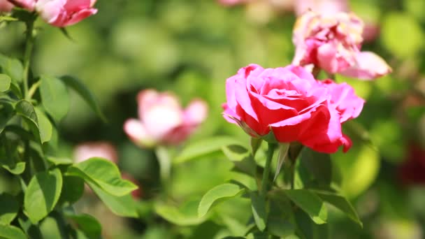 Hermosas rosas pequeñas sobre fondo verde — Vídeos de Stock