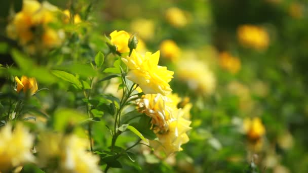 Lindas rosas pequenas em fundo verde — Vídeo de Stock