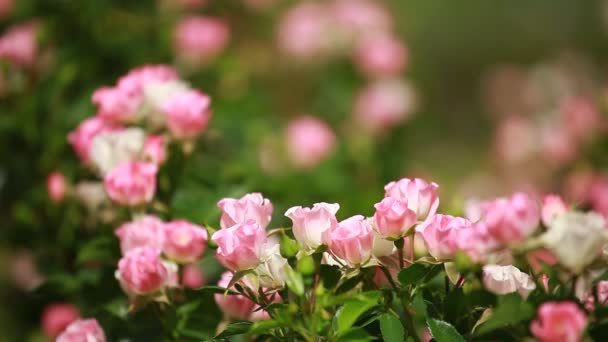 Hermosas rosas pequeñas sobre fondo verde — Vídeos de Stock