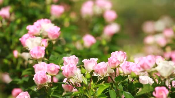 Hermosas rosas pequeñas sobre fondo verde — Vídeo de stock