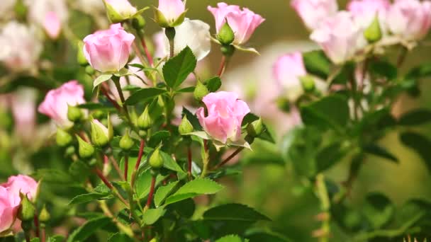 Belles petites roses sur fond vert