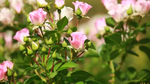 Schöne kleine Rosen auf grünem Hintergrund — Stockvideo