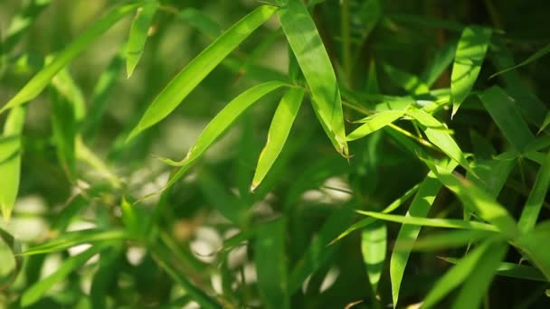 Fundo de floresta de bambu — Vídeo de Stock