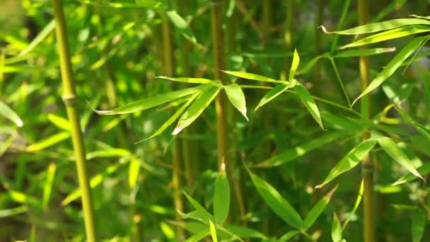 Bambusz erdő háttér — Stock videók